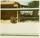  Dreamland Zoo 1971| Margate History 